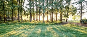 林業(yè)碳匯項目