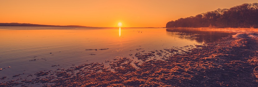 動(dòng)物檢測服務(wù)